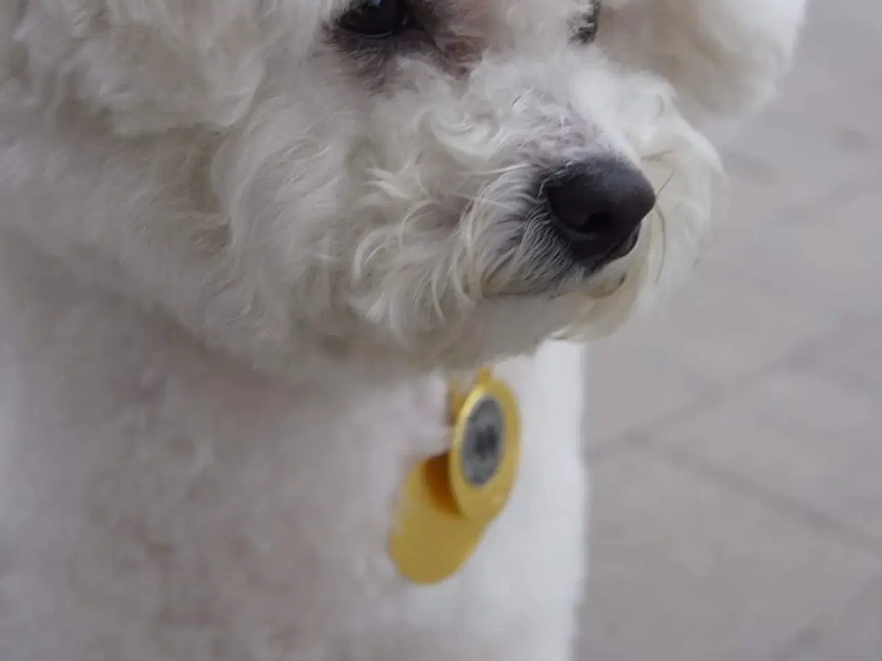 Billede 17 - Bichon Frise allergivenlige hvalpe