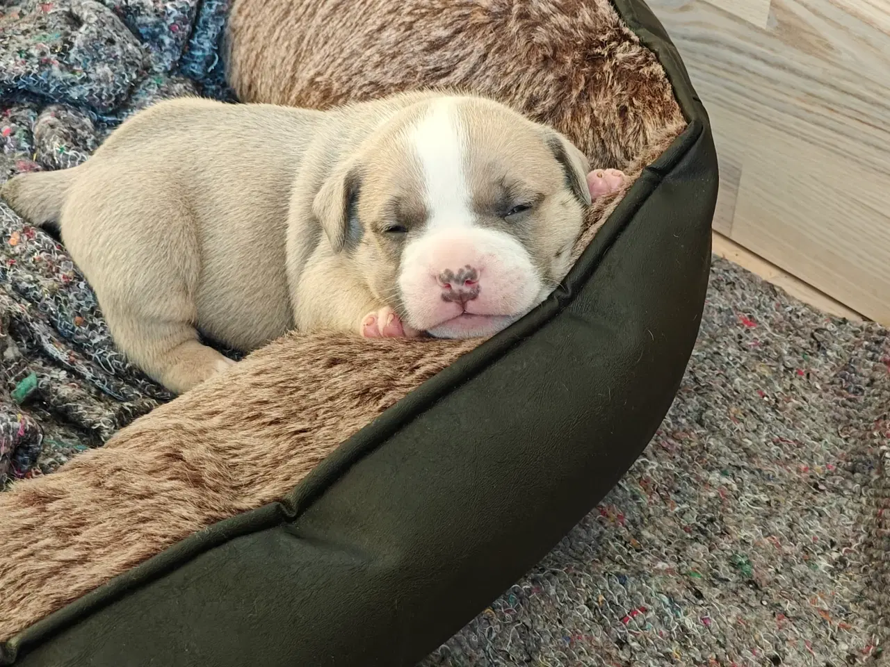 Billede 19 - American Bully hvalpe. 