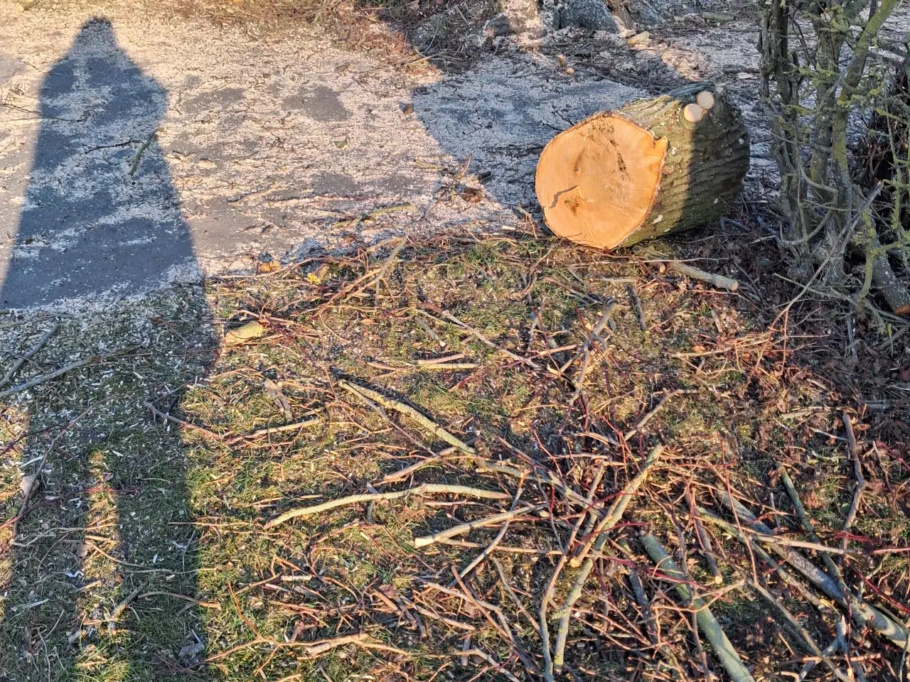 Billede 3 - Lindetræ, nyfældet