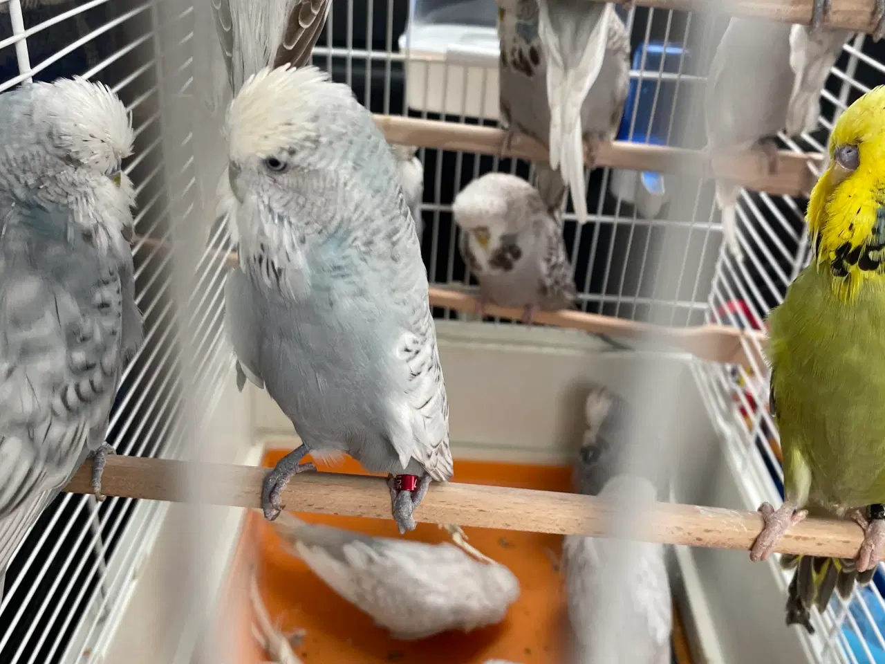 Billede 8 - Fugle Dværgpapegøje