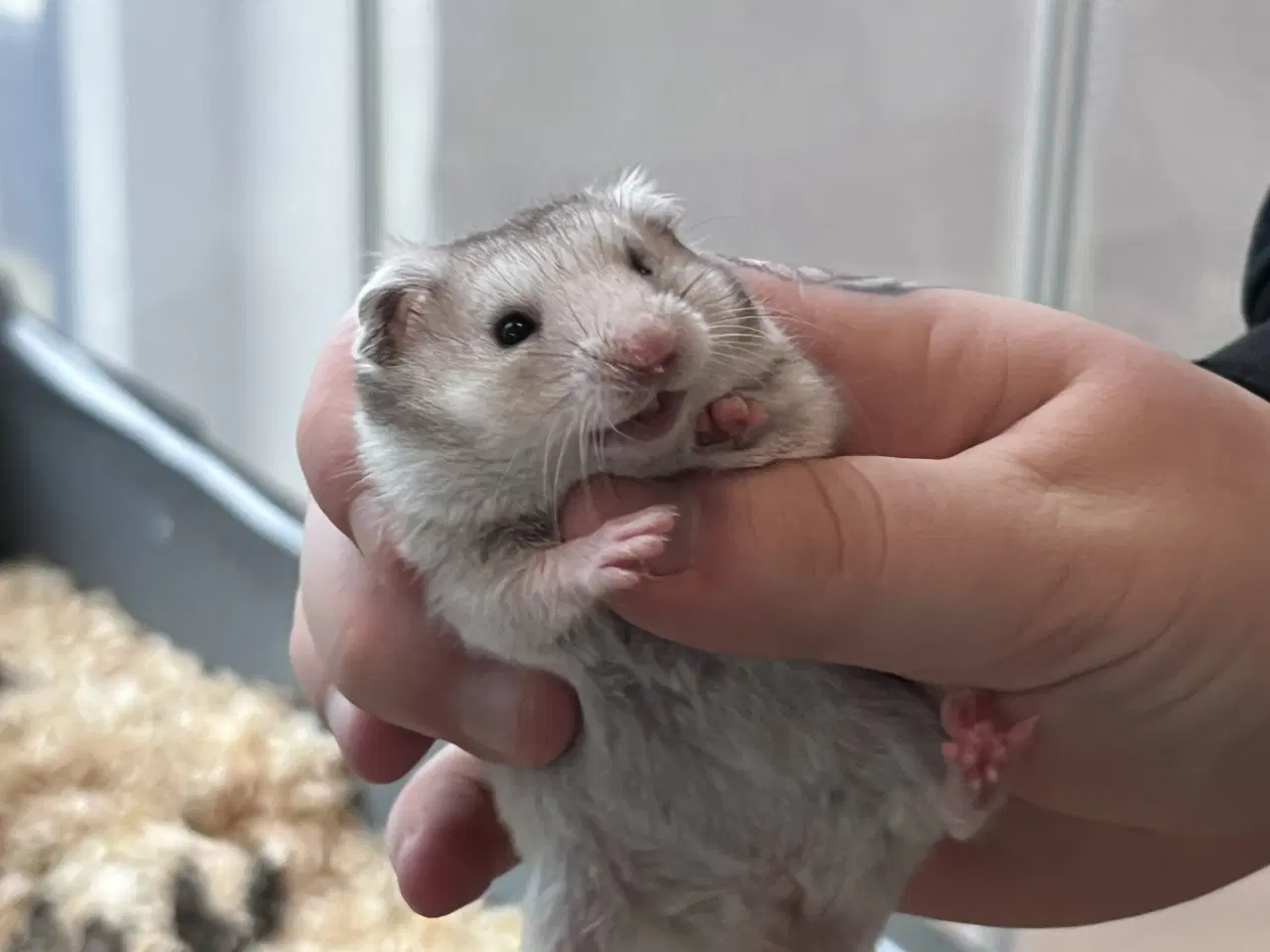 Billede 4 - Sibiriske guldhamster unger