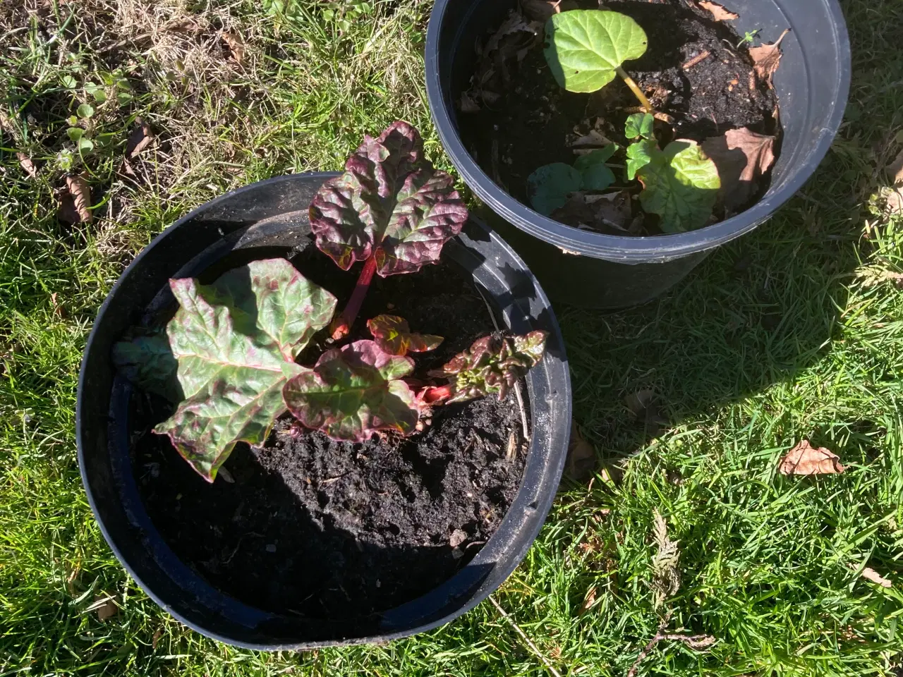 Billede 1 - Rabarber