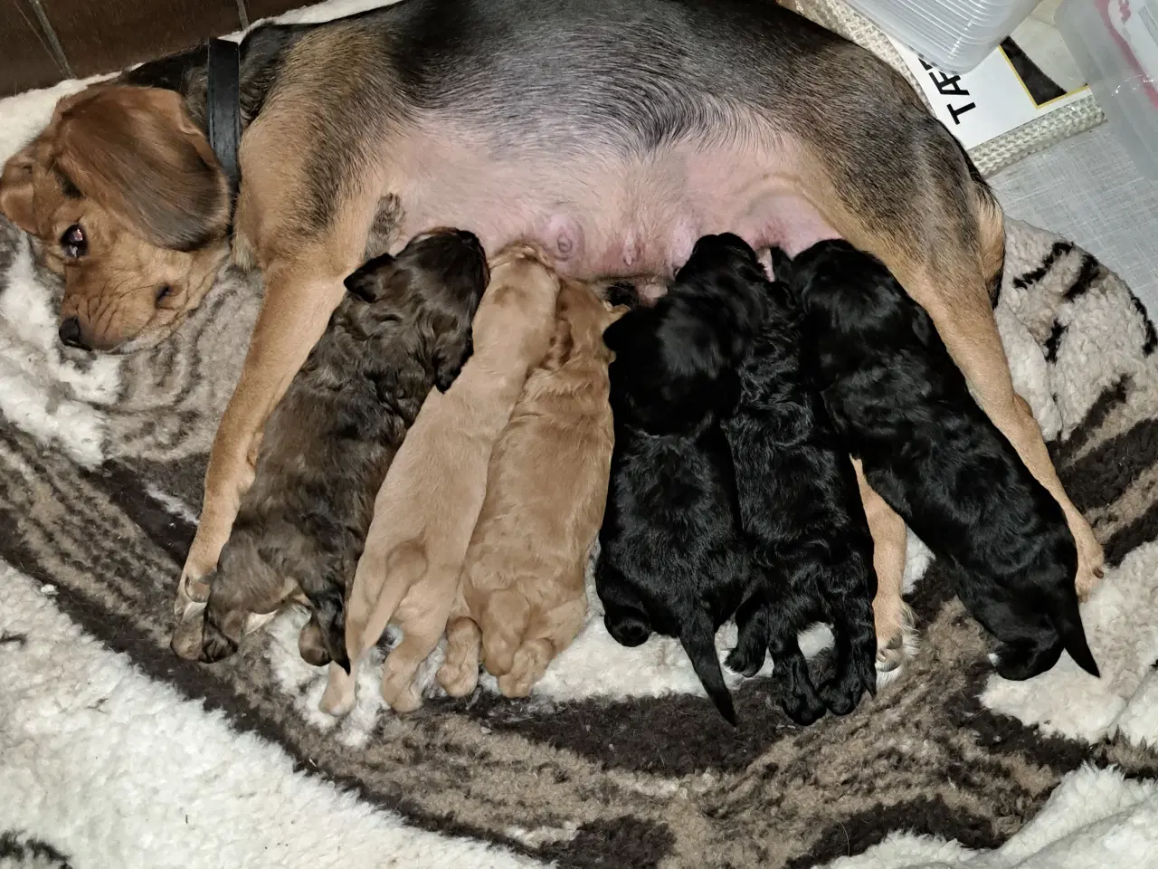 Billede 1 - Hunde Hvalpe