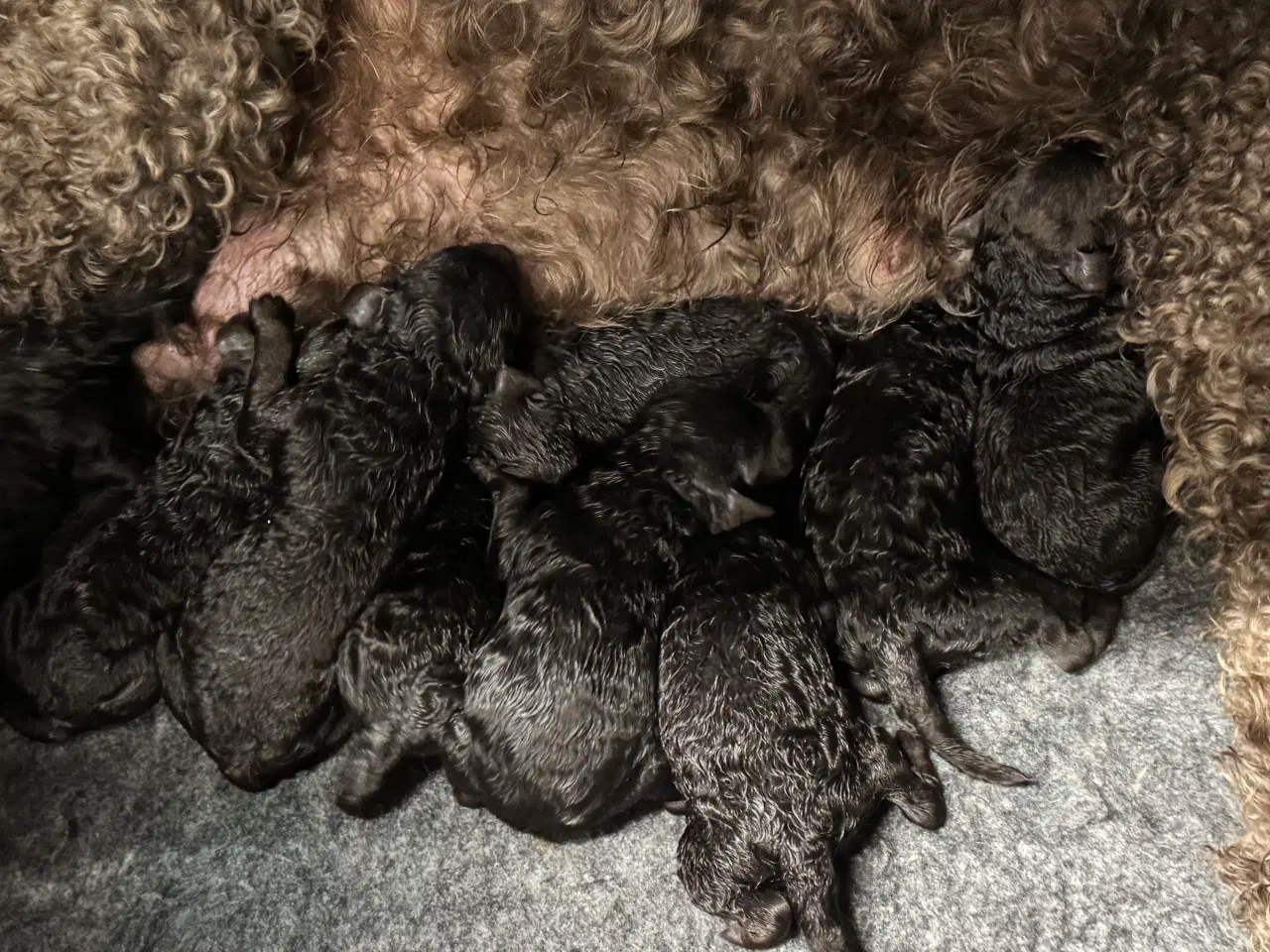 Billede 4 - Goldendoodle til jul 