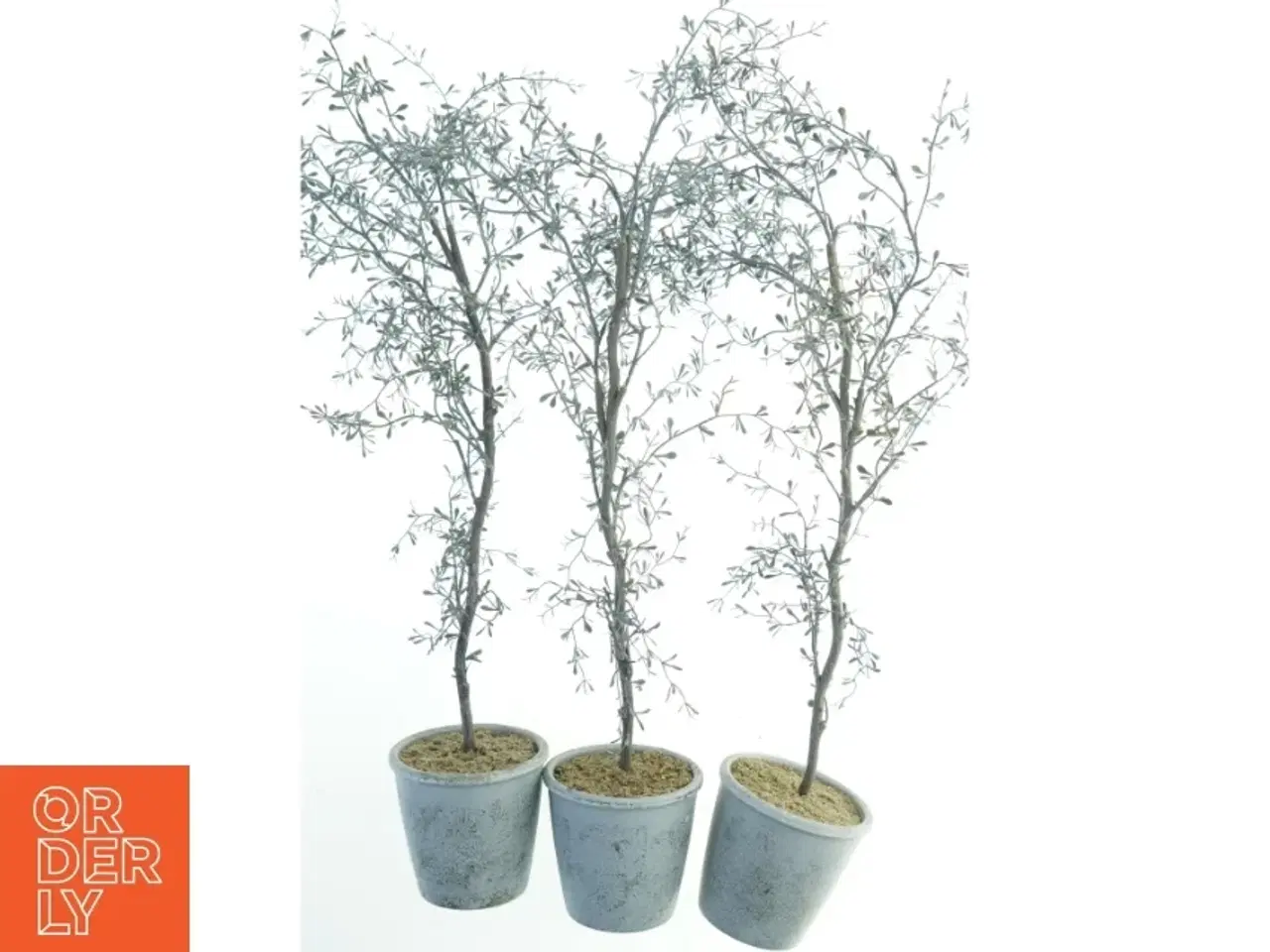 Billede 1 - Dekorative planter i potter (str. 70 cm)