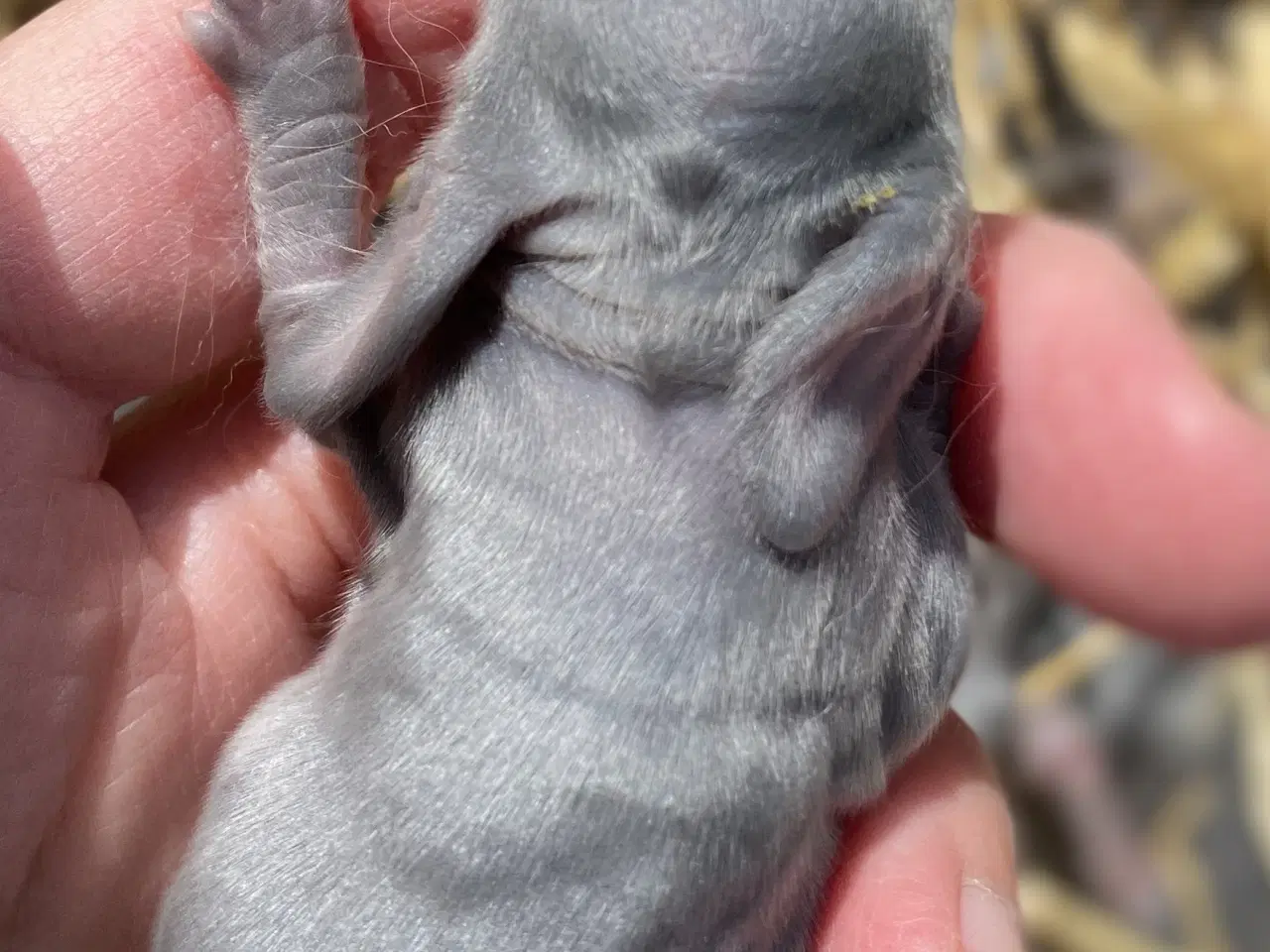 Billede 3 - FRANSK VÆDDER HAN VILDTBLÅ