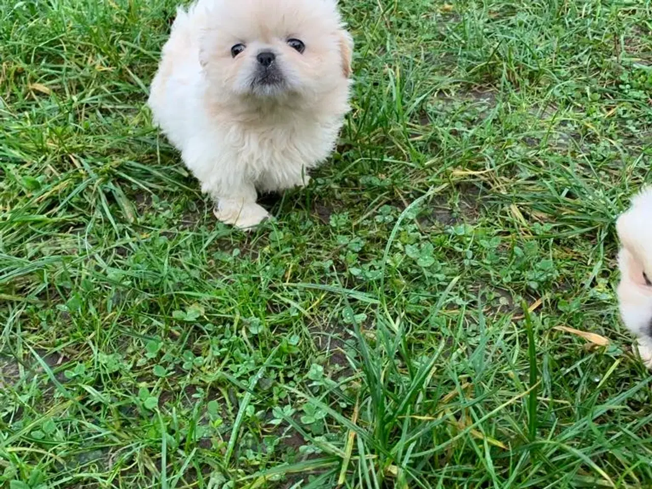 Billede 14 - Skønne Pekingeser hvalpe