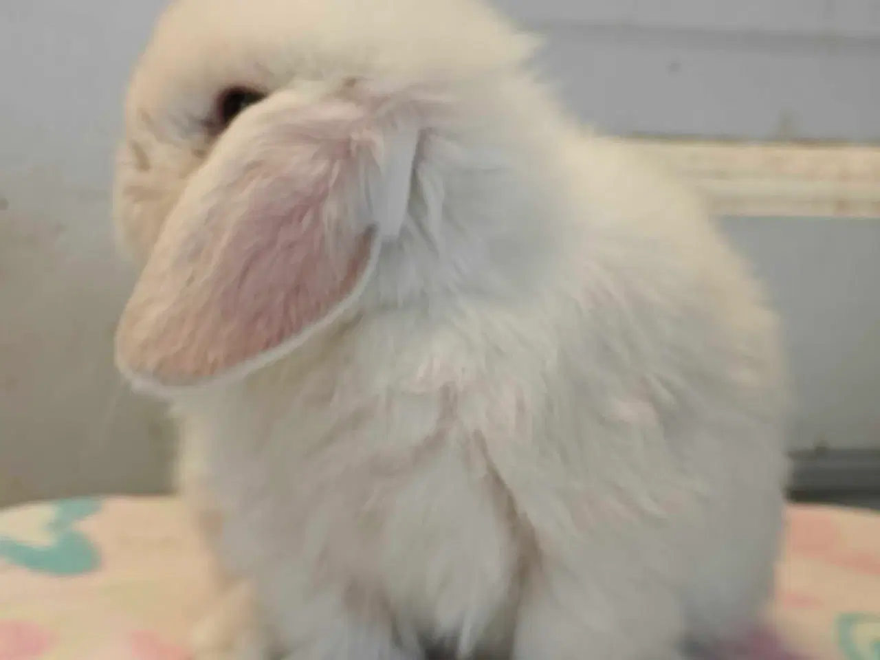 Billede 10 - Minilop