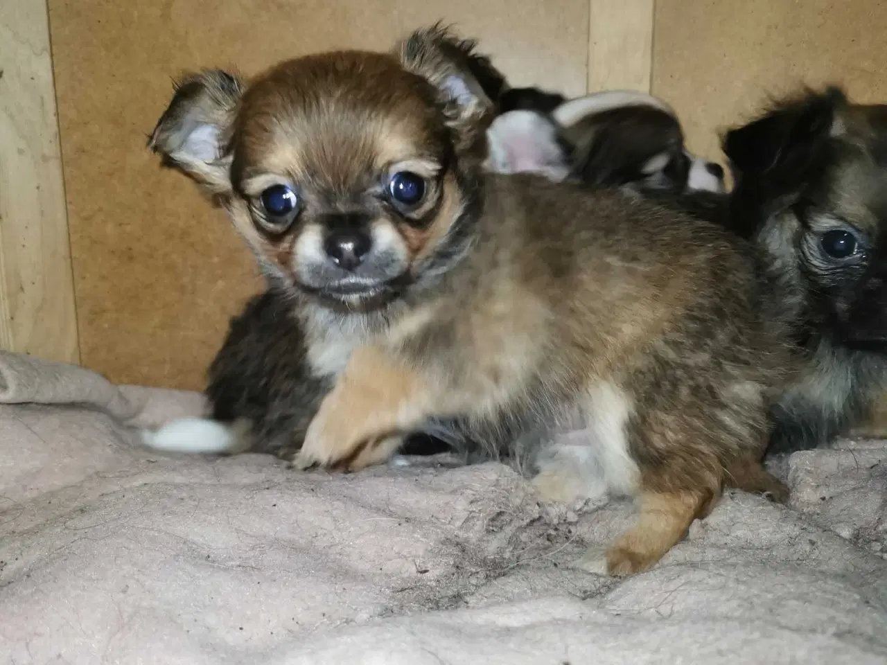 Billede 2 - Langhåret Chihuahua hvalpe