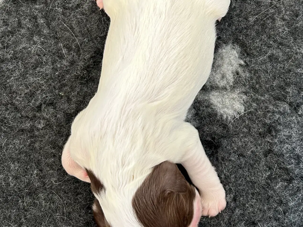 Billede 1 - Ft springer spaniel hvalpe 