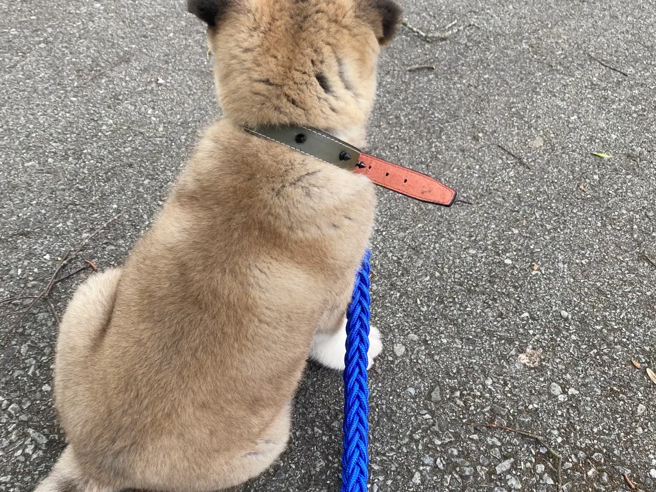 Billede 3 - American Akita hvalp (Han )