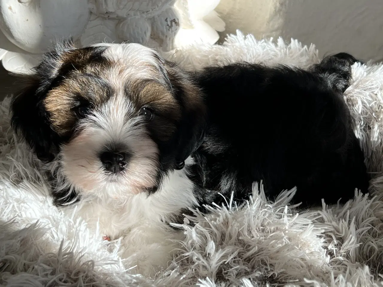 Billede 12 - Avlstjeneste - Bichon Havanais 