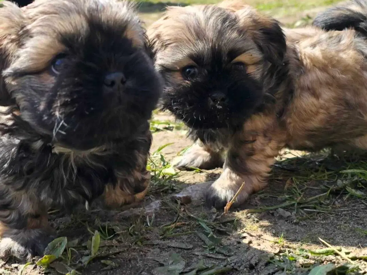 Billede 7 - Cody og Coco 