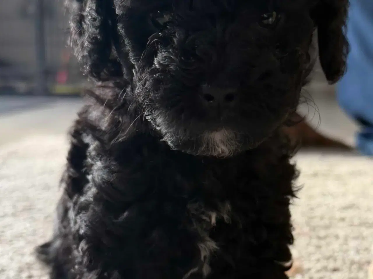 Billede 3 - De skønneste toy/dværgpuddel hvalpe