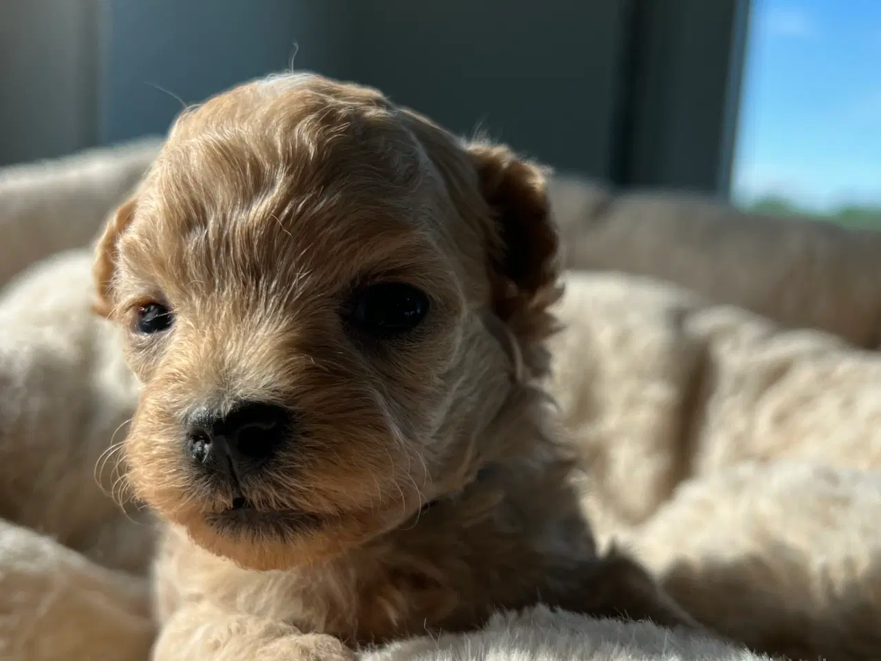 Billede 7 - Teacup Maltipoo 