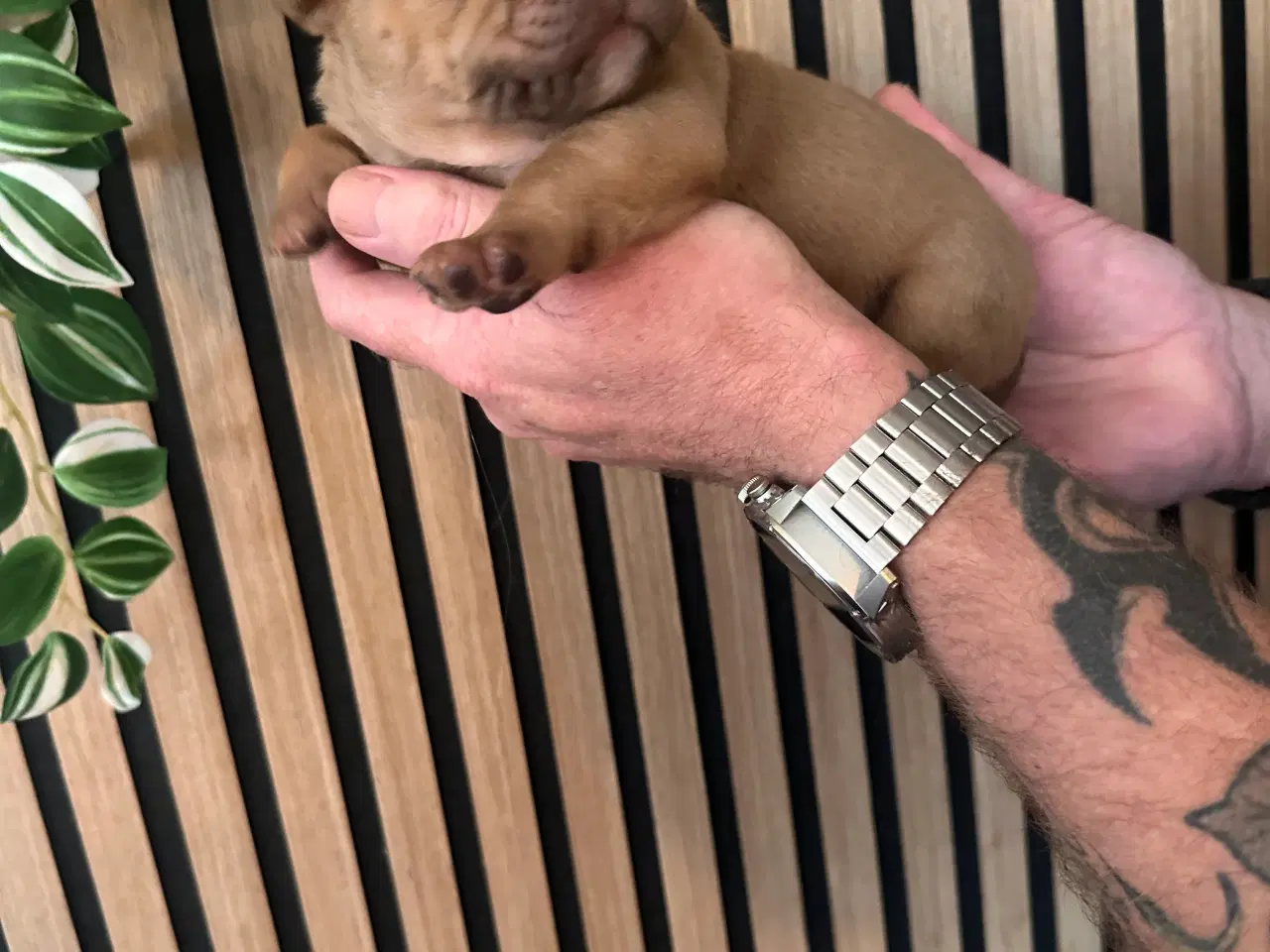 Billede 6 - English bulldog