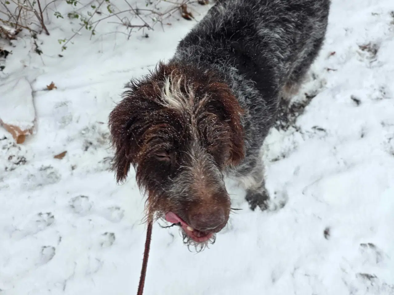 Billede 2 - Hundebur 