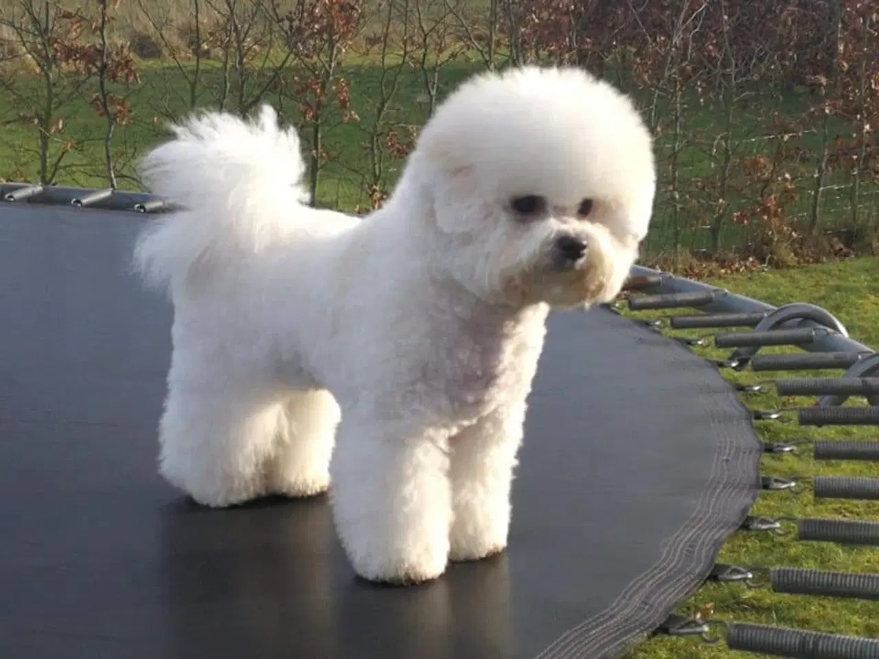 Billede 13 - Bichon Frise allergivenlige hvalpe