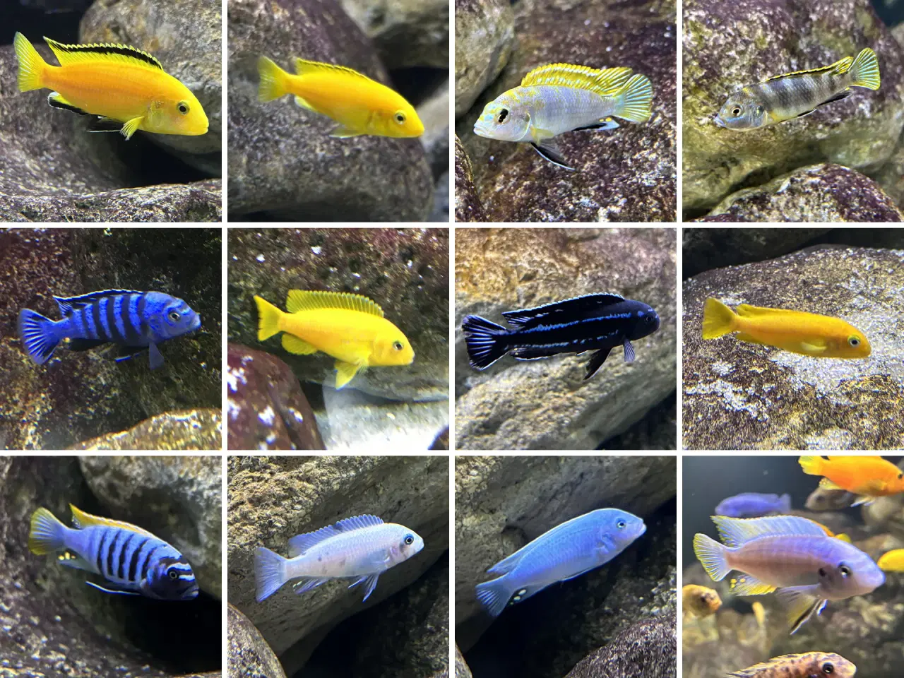 Billede 1 - Malawicichlider: Yngel af mange forskellige arter