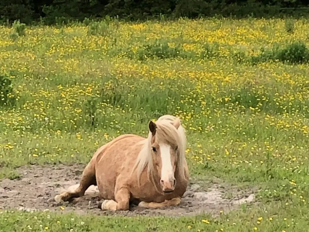 Billede 14 - Tøltende Skovturs- / Konehest