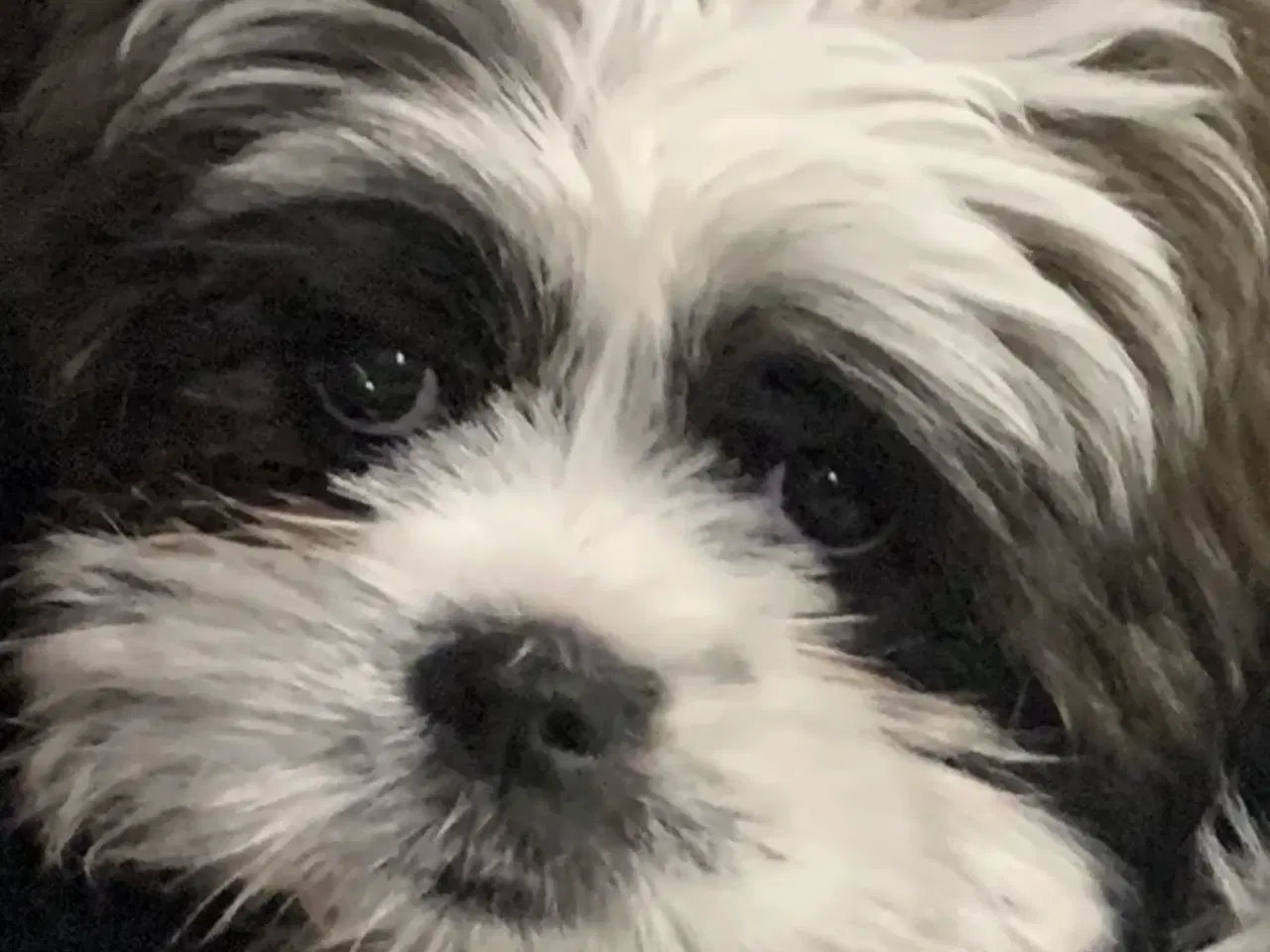 Billede 1 - Skønneste basse