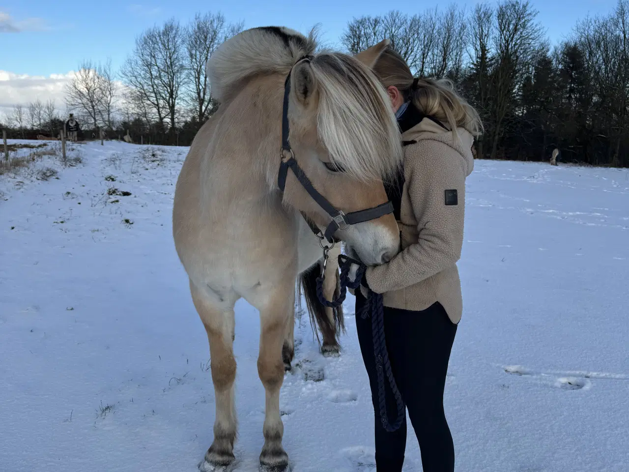 Billede 1 - Sød, ung fjordhest søger nyt hjem