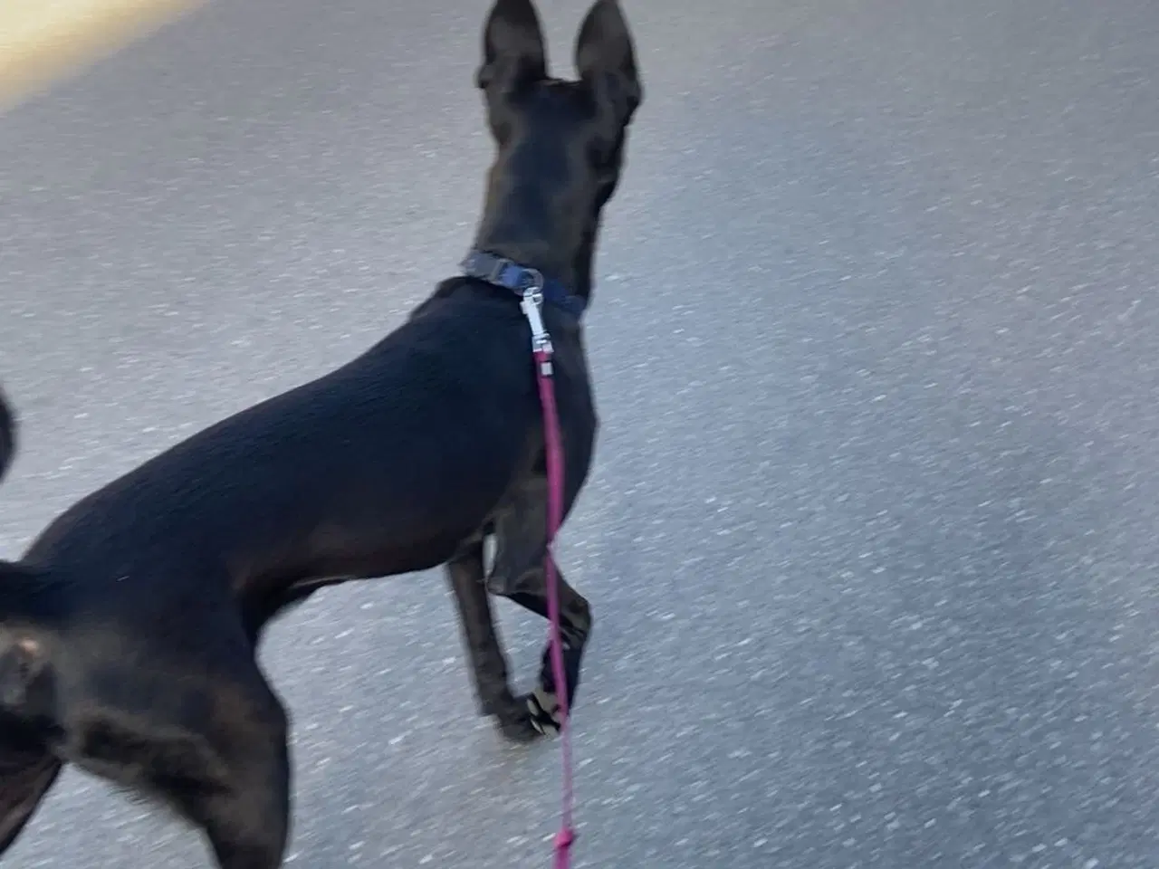 Billede 3 - Hunde søger et nyt hjem