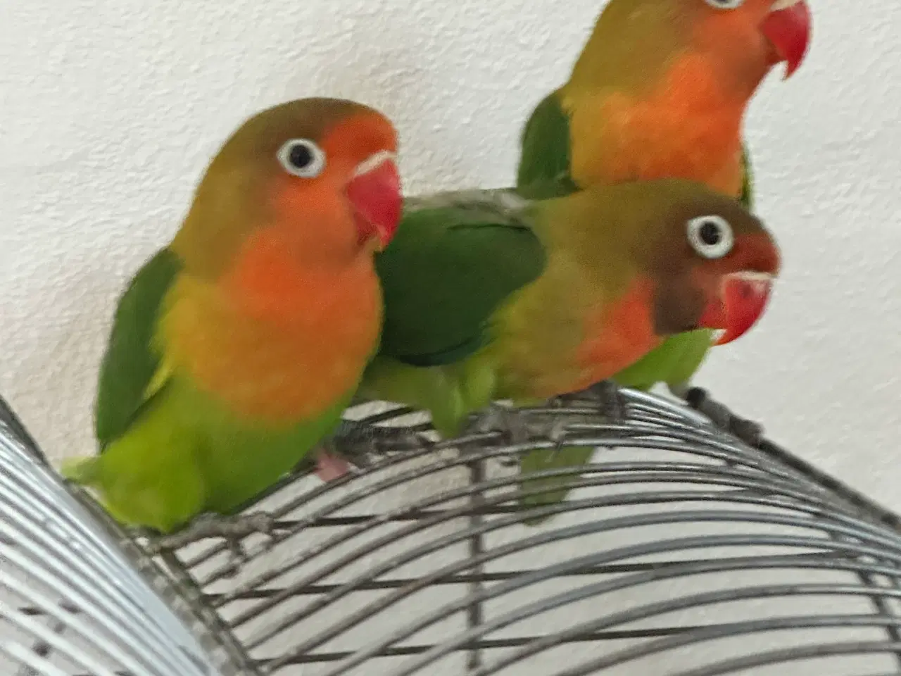 Billede 3 - Dværgpapegøjer, lovebirds