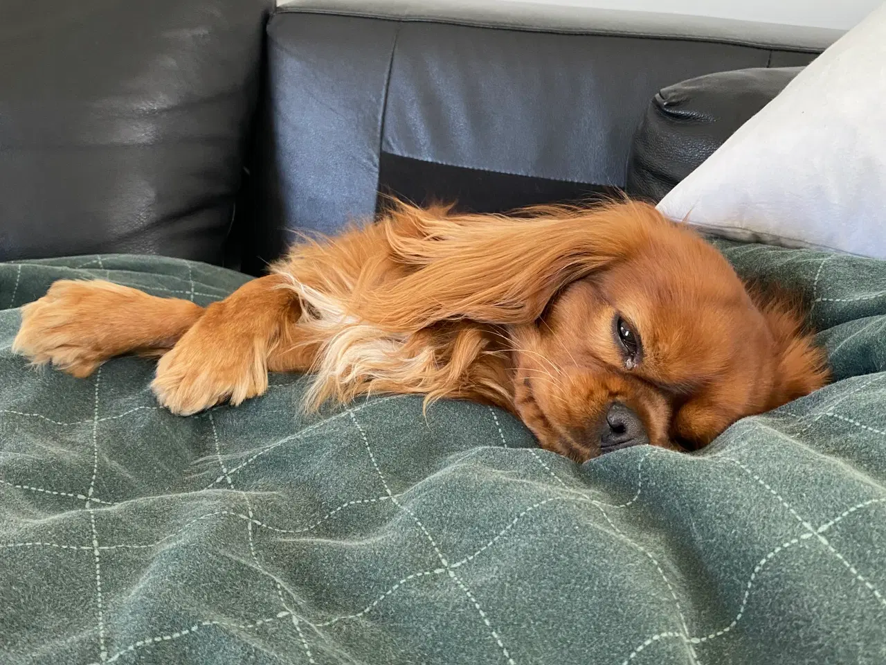 Billede 4 - Cavalier King Charles Spaniel, Ruby ( parringen)