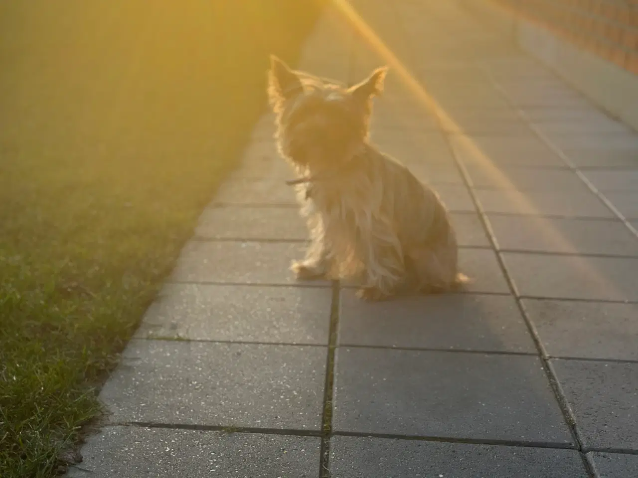 Billede 8 - Yorkshire terrier tæve