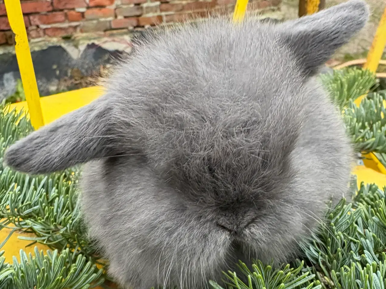 Billede 3 -  Skønne Minilops 