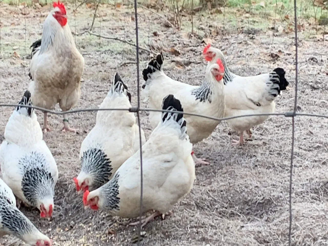 Billede 1 - Kyllinger af Lys Sussex 