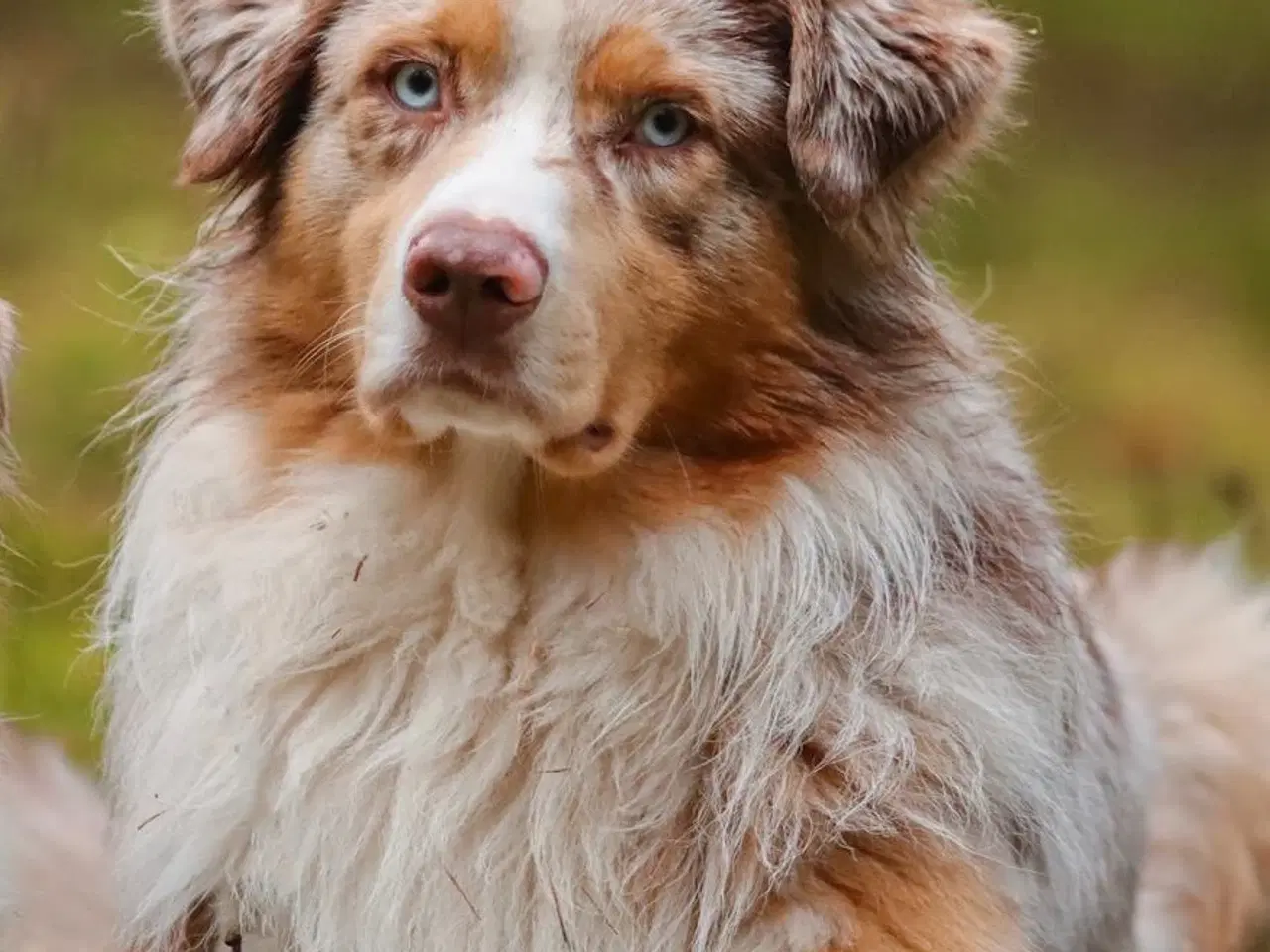 Billede 11 - Golden retriever/ Australian Shepherd hvalpe