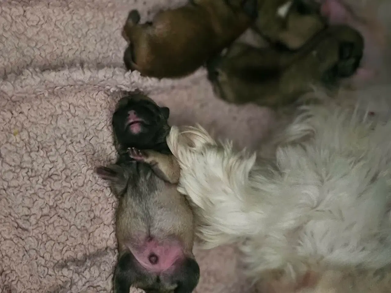 Billede 5 - Mops og malteser blanding