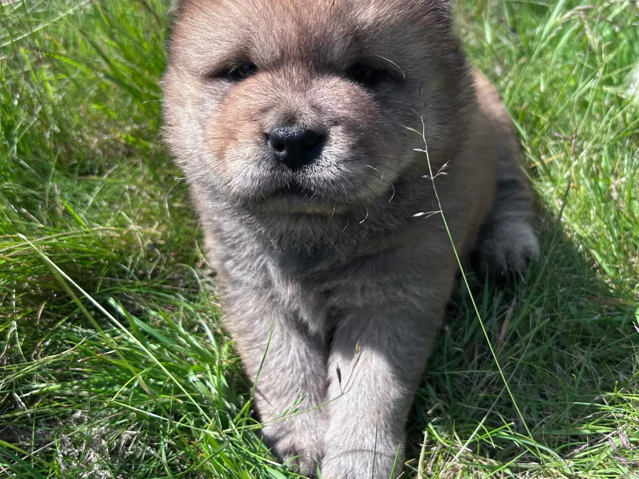 Billede 5 - Chowchow 