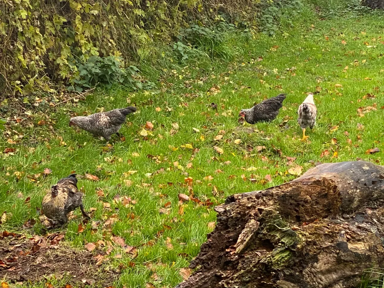 Billede 3 - Dværghøns 