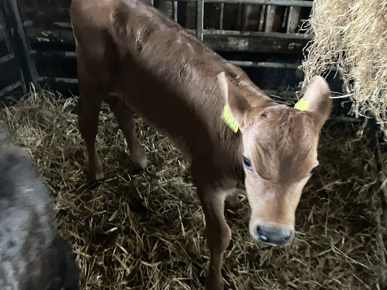 Billede 1 - Jersey tyrekalv 