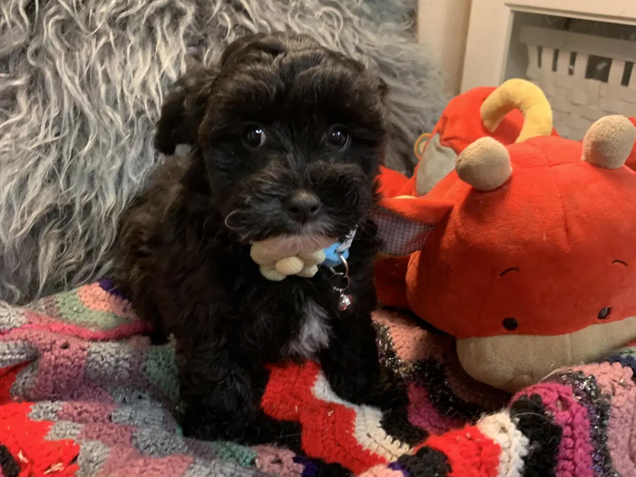 Billede 7 - Små fine Maltipoo babyer er rejseklar nu . 