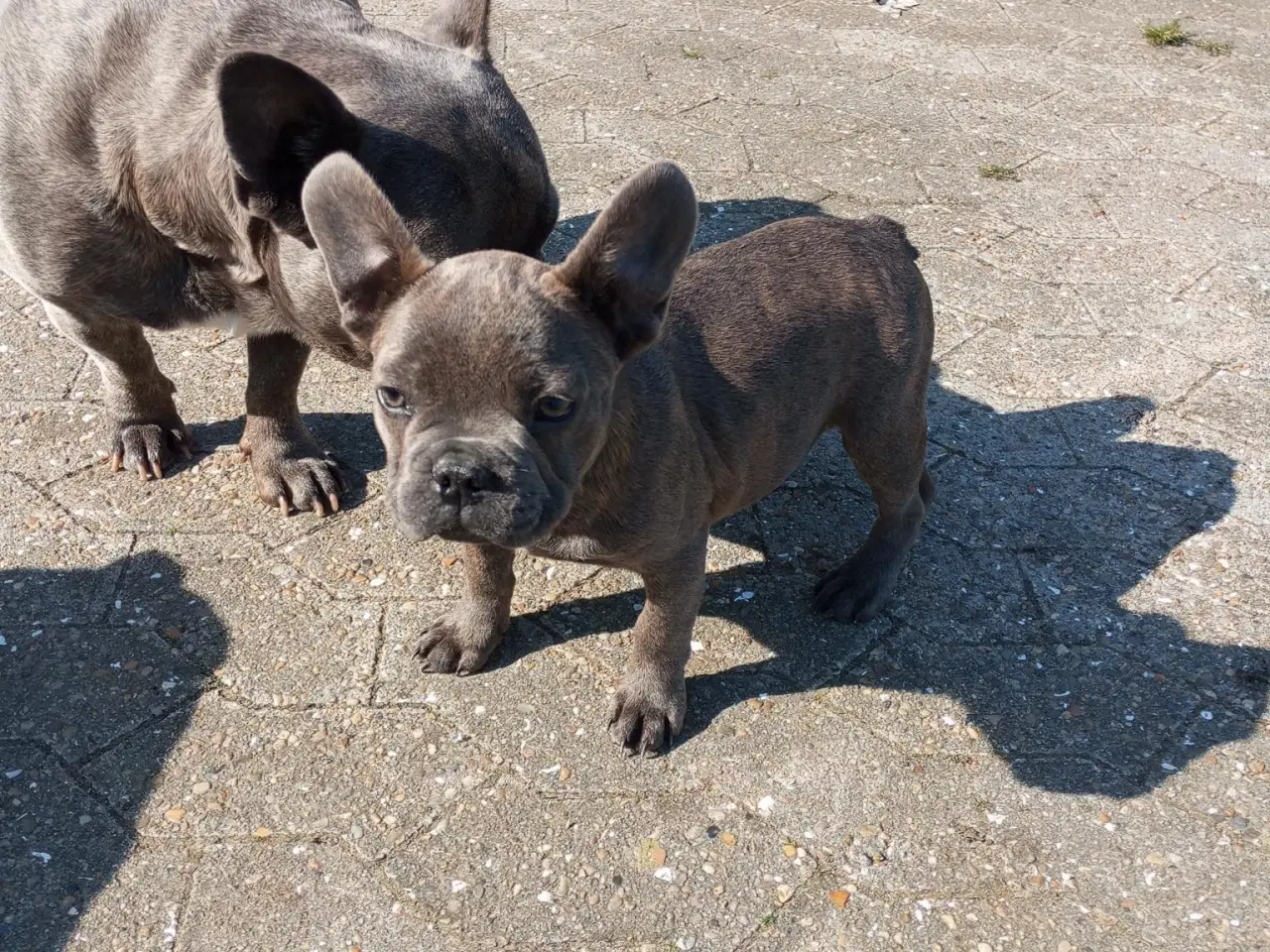 Billede 5 - Fransk Bulldog Hvalpe