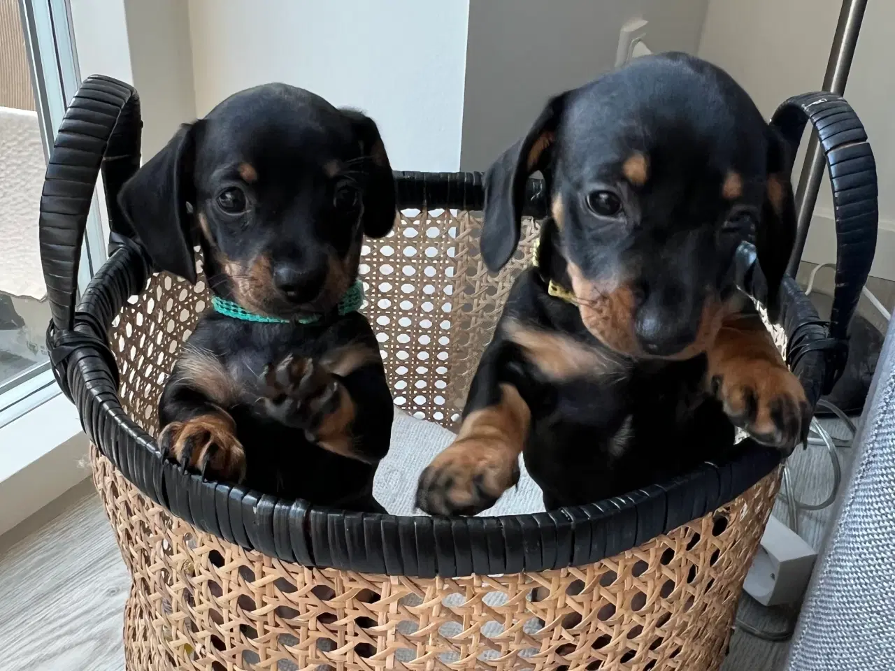 Billede 1 - 🐶 Kun 2 Chiweenie-hvalpe tilbage – Klar 21/8!