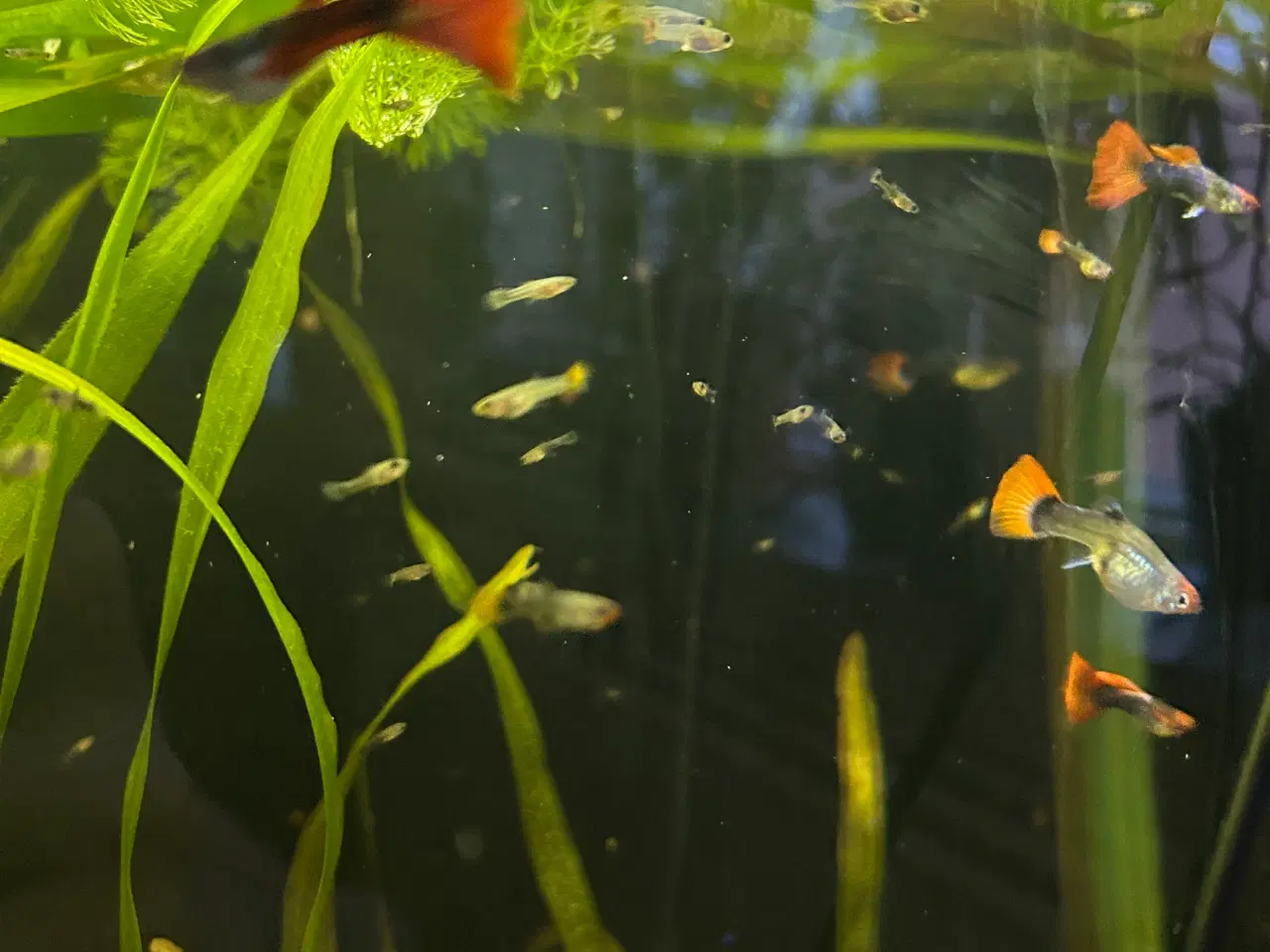 Billede 8 - ❤️🐟 Rednose Dumbo Guppy – Smuk Kontrast (unger)