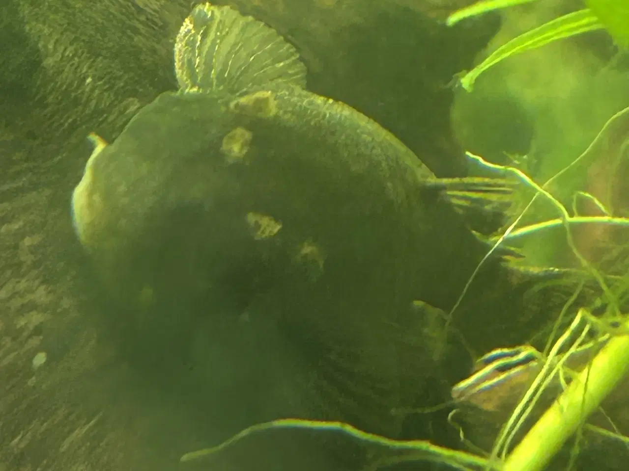 Billede 3 - 🐉 Green Dragon Ancistrus – flotte/robuste maller