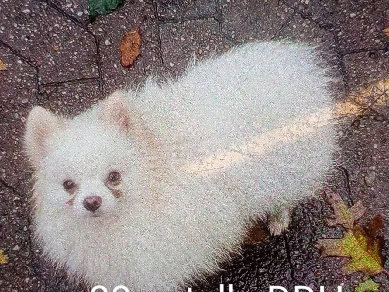 Billede 16 - Pompoo hvalpe 1 drenge klar nu