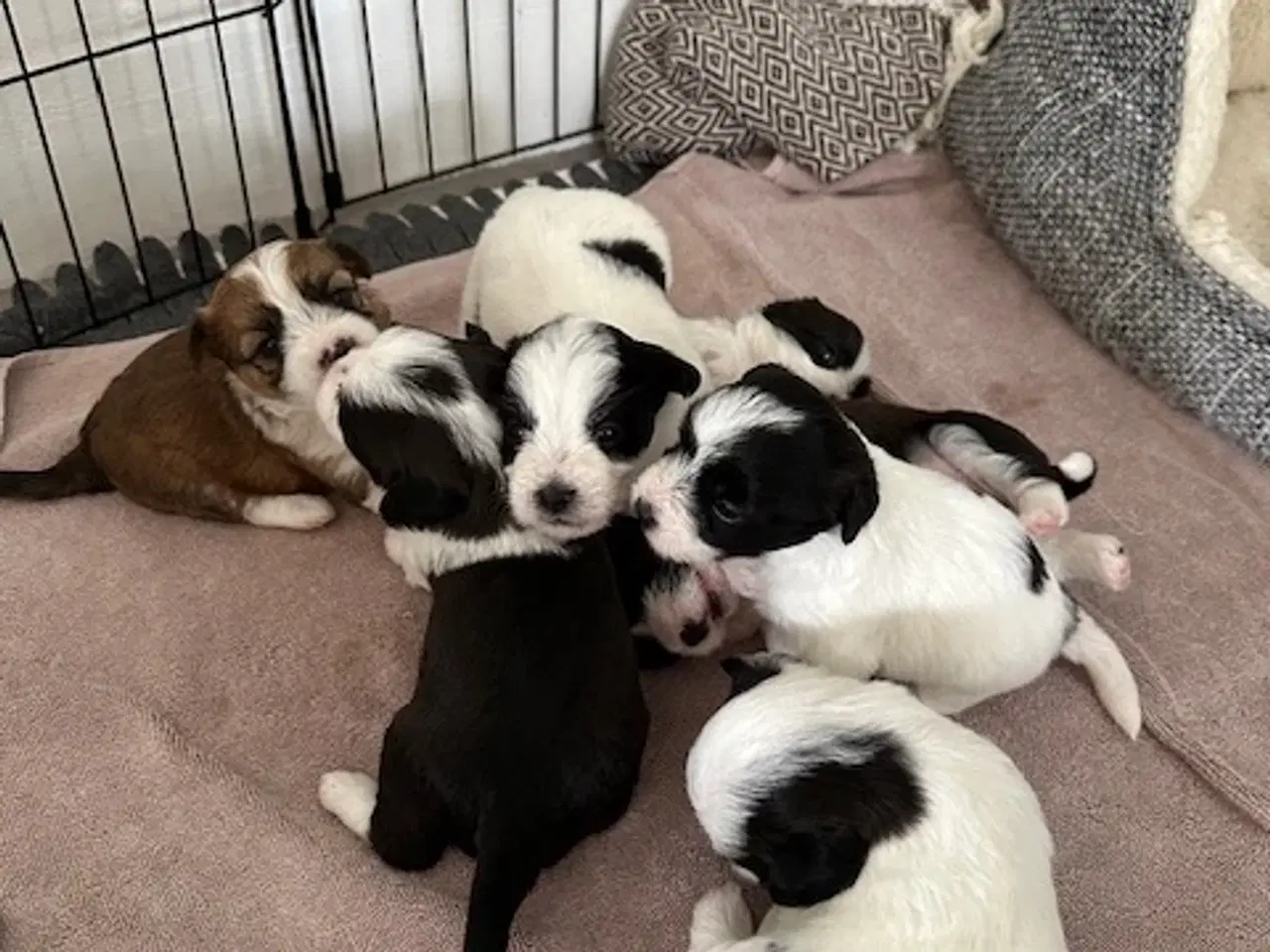 Billede 6 - Bichon Havanais-Jack Russel hvalpe