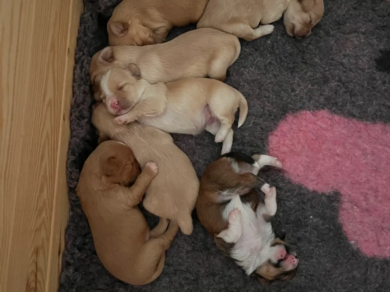 Billede 12 - Bichon havanais hvalpe 