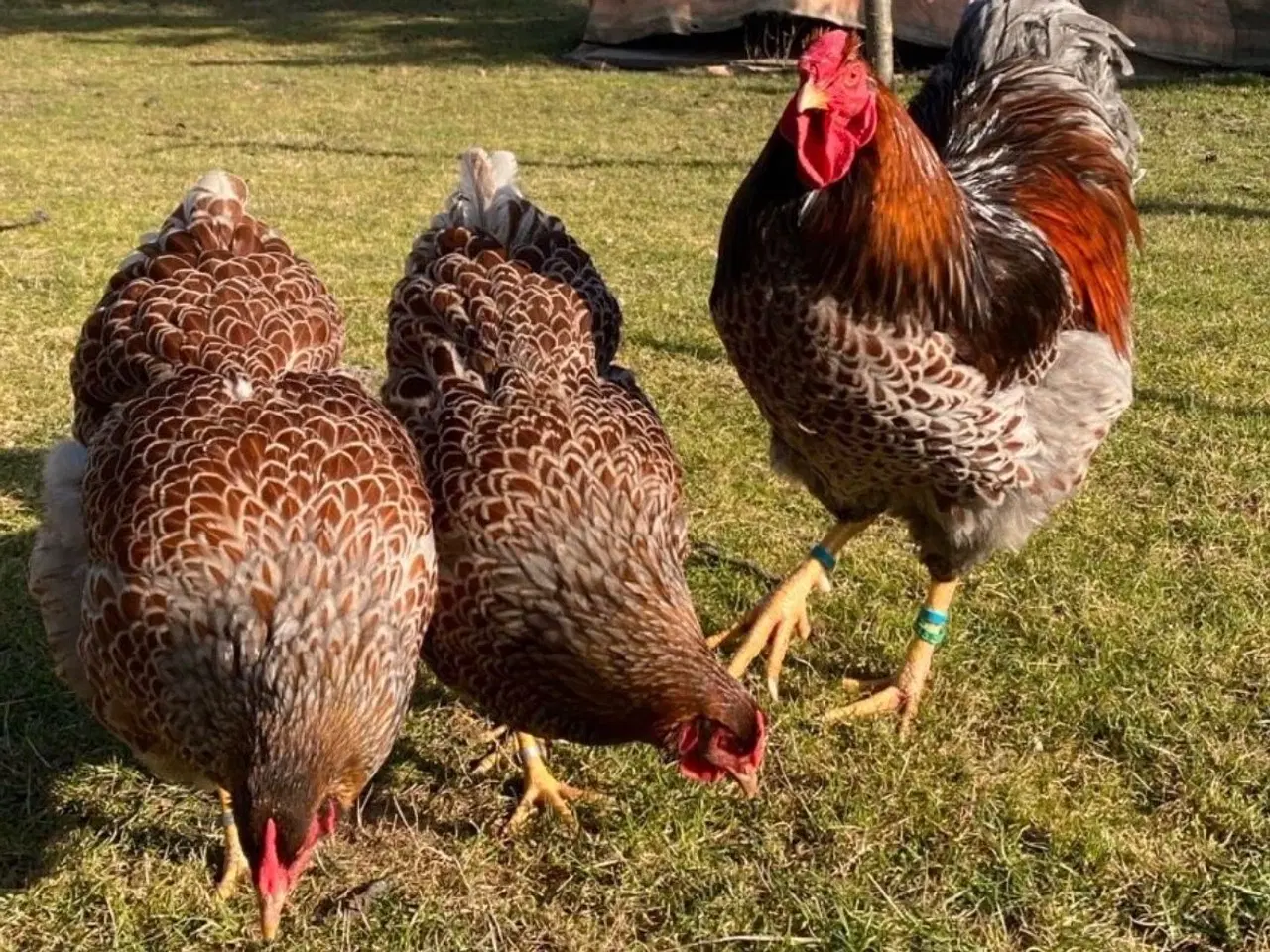 Billede 2 - Wyandotter str xl 