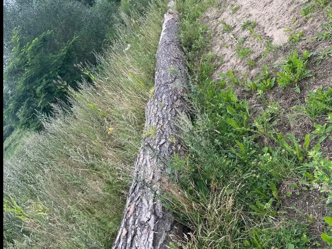 Billede 1 - Fyrstamme 