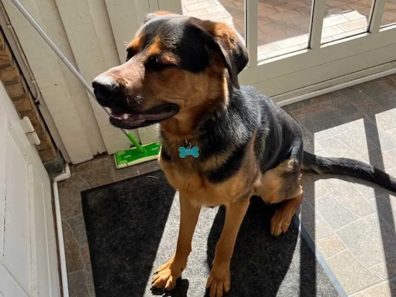 Billede 2 - Hund søger nyt hjem 