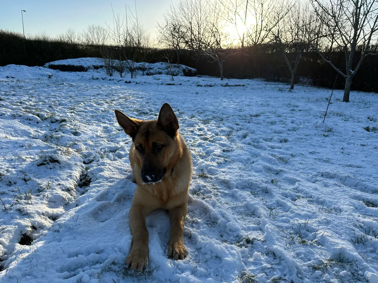 Billede 2 - En blanding af schæfer/rottweiler