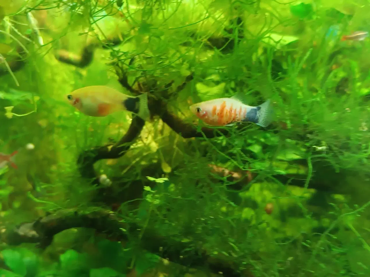 Billede 2 - Micky mouse platy